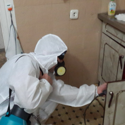 Дезинфекция от муравьев в квартире в Ворсме